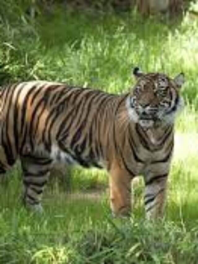 International Tiger Day ; बाघों के बचाव के लिए जीवविद्या और जलवायु परिवर्तन के प्रभाव को समझना आवश्यक है।